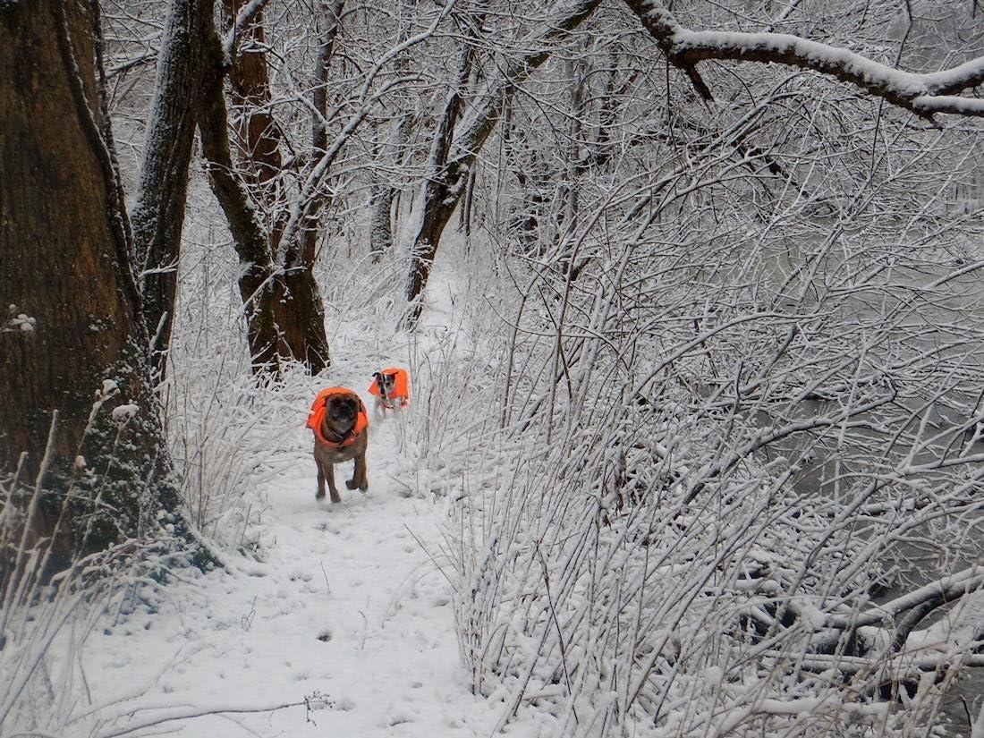 imageMaggift Dog Reflective VestPet Safety Vest Orange L