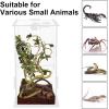 winemana Small Reptile Jumping Spider Terrarium Enclosure, 4″ x 4″ x 8″ Acrylic Mini Transparent Feeding Tank Micro Habitat Box for Tarantula Small Tree Dwelling Reptiles Insect (Vertical)