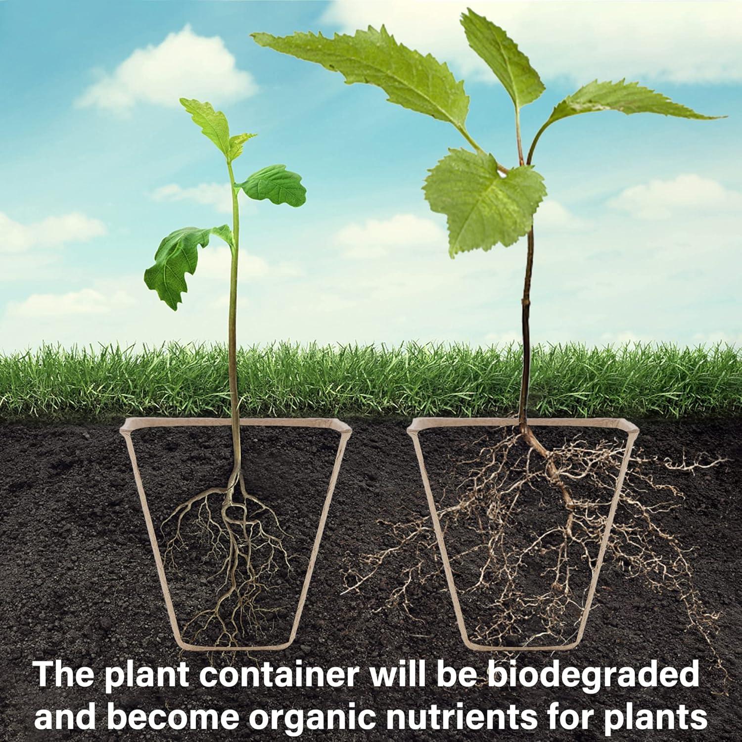 imagewinemana 36 Set Nursery Pots with Humidity Dome Clear Nursery Pots for Plants Seed Starting Pots with Drainage Holes ampamp Plant Labels for Vegetables Flowers Garden PlantsSquare